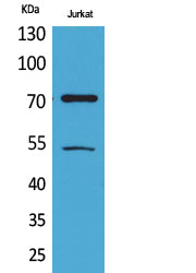 Ku-70 (Acetyl-Lys539) Colorimetric Cell-Based ELISA Kit