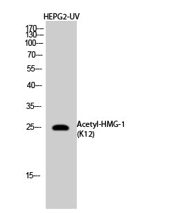 HMG-1 (Acetyl-Lys12) Colorimetric Cell-Based ELISA Kit