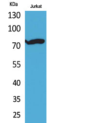 p73 (Acetyl-Lys327) Colorimetric Cell-Based ELISA Kit