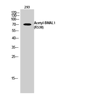 BMAL1 (Acetyl-Lys538) Colorimetric Cell-Based ELISA Kit