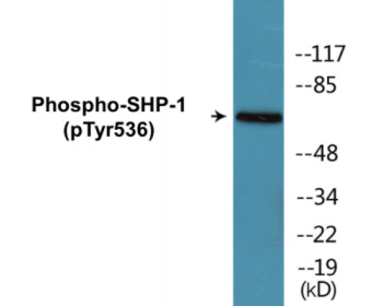 Phospho-SHP-1 (Tyr536) Fluorometric Cell-Based ELISA Kit