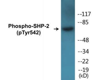 Phospho-SHP-2 (Tyr542) Fluorometric Cell-Based ELISA Kit