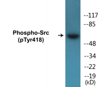 Phospho-Src (Tyr418) Fluorometric Cell-Based ELISA Kit