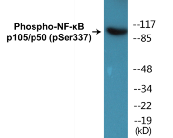 Phospho-NF-κB p105/p50 (Ser337) Fluorometric Cell-Based ELISA Kit