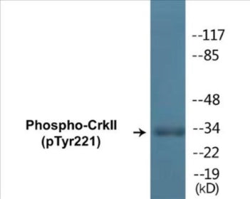 Phospho-CrkII (Tyr221) Fluorometric Cell-Based ELISA Kit