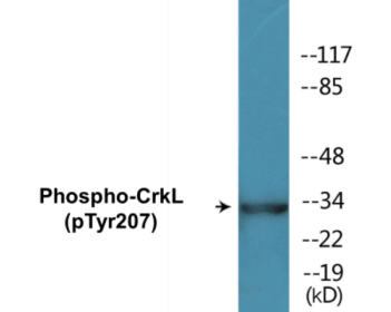 Phospho-CrkL (Tyr207) Fluorometric Cell-Based ELISA Kit