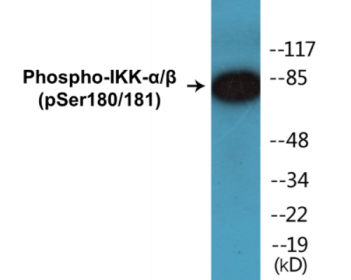 Phospho-IKK-alpha/beta (Ser180/181) Fluorometric Cell-Based ELISA Kit