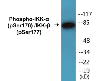 Phospho-IKK-alpha (Ser176) /IKK-beta (Ser177) Fluorometric Cell-Based ELISA Kit