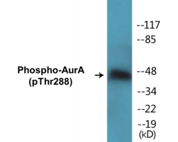 Phospho-AurA (Thr288) Fluorometric Cell-Based ELISA Kit
