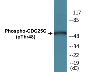 Phospho-CDC25C (Thr48) Fluorometric Cell-Based ELISA Kit
