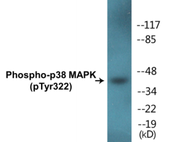 Phospho-p38 MAPK (Tyr322) Fluorometric Cell-Based ELISA Kit