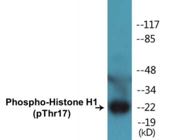 Phospho-Histone H1 (Thr17) Fluorometric Cell-Based ELISA Kit