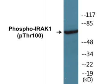 Phospho-IRAK1 (Thr100) Fluorometric Cell-Based ELISA Kit
