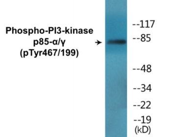 Phospho-PI3-kinase p85-alpha/gamma (Tyr467/199) Fluorometric Cell-Based ELISA Kit