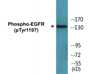 Phospho-EGFR (Tyr1197) Fluorometric Cell-Based ELISA Kit