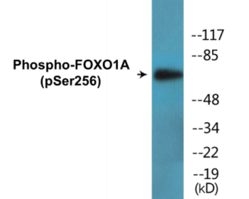 Phospho-FOXO1A (Ser256) Fluorometric Cell-Based ELISA Kit