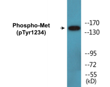 Phospho-Met (Tyr1234) Fluorometric Cell-Based ELISA Kit