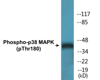 Phospho-p38 MAPK (Thr180) Fluorometric Cell-Based ELISA Kit