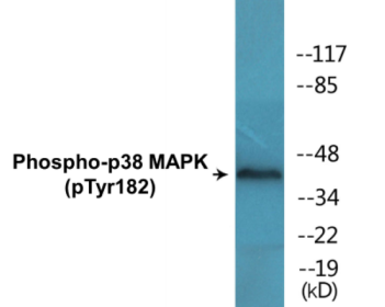 Phospho-p38 MAPK (Tyr182) Fluorometric Cell-Based ELISA Kit