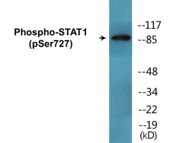 Phospho-STAT1 (Ser727) Fluorometric Cell-Based ELISA Kit