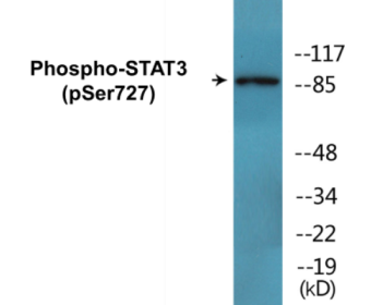 Phospho-STAT3 (Ser727) Fluorometric Cell-Based ELISA Kit