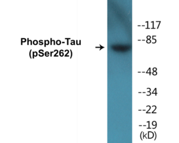 Phospho-Tau (Ser262) Fluorometric Cell-Based ELISA Kit
