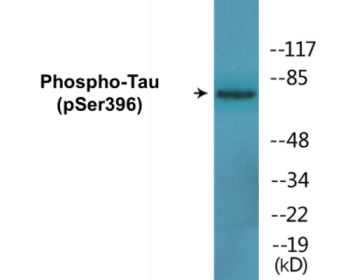 Phospho-Tau (Ser396) Fluorometric Cell-Based ELISA Kit