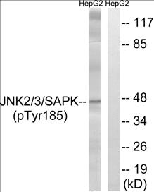 Phospho-SAPK/JNK (Tyr185) Fluorometric Cell-Based ELISA Kit