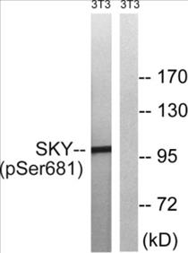 Phospho-MER/SKY (Tyr749/681) Fluorometric Cell-Based ELISA Kit